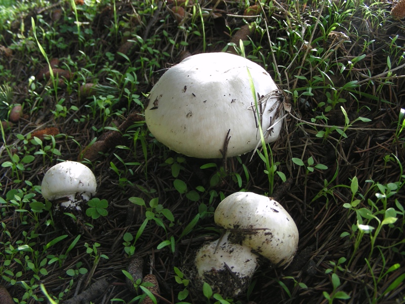 Ancora un Agaricus